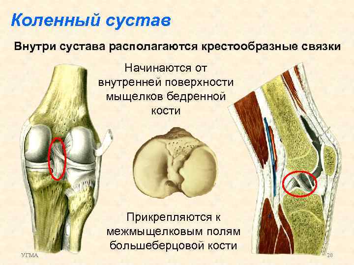 Как выглядит коленный сустав изнутри фото