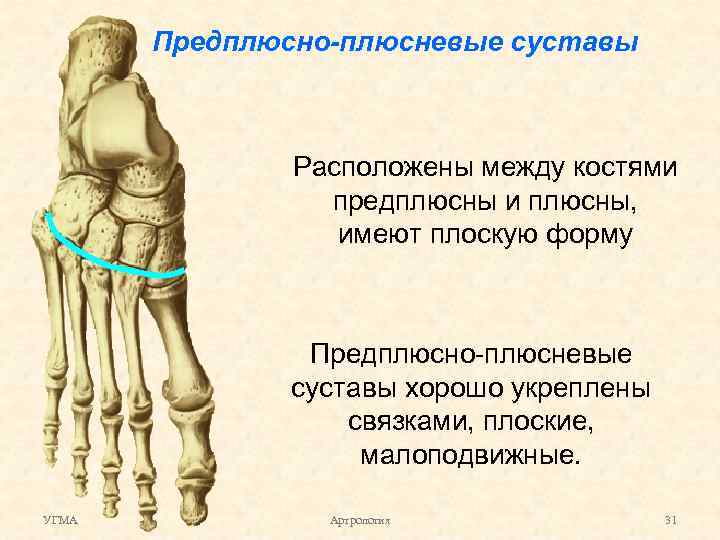 Плюсневая кость где находится фото