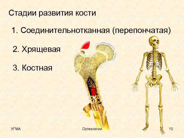 Стадии развития кости 1. Соединительнотканная (перепончатая) 2. Хрящевая 3. Костная УГМА Остеология 10 
