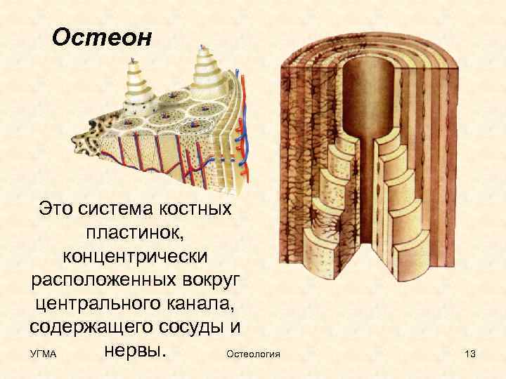 Остеон Это система костных пластинок, концентрически расположенных вокруг центрального канала, содержащего сосуды и нервы.