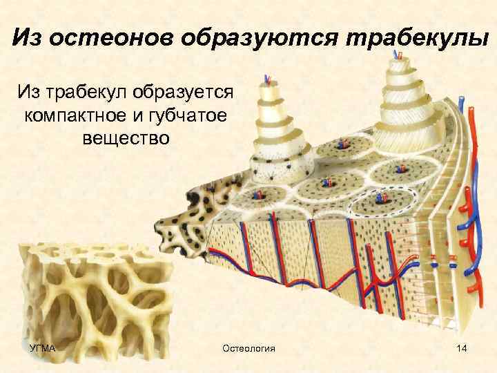 Из остеонов образуются трабекулы Из трабекул образуется компактное и губчатое вещество УГМА Остеология 14