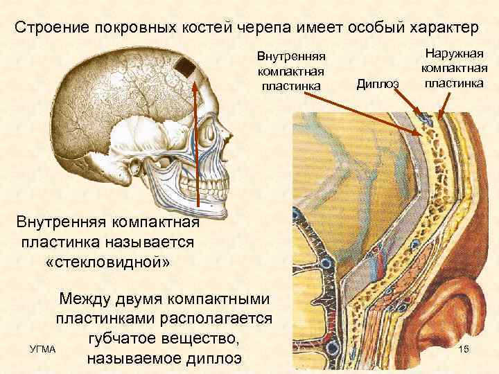Строение покровных костей черепа имеет особый характер Внутренняя компактная пластинка Диплоэ Наружная компактная пластинка