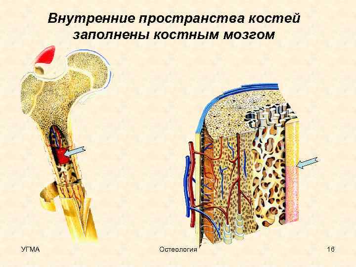 Внутренние пространства костей заполнены костным мозгом УГМА Остеология 16 