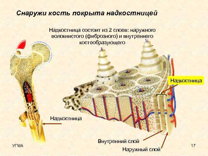 Снаружи кость покрыта надкостницей Надкостница состоит из 2 слоев: наружного волокнистого (фиброзного) и внутреннего