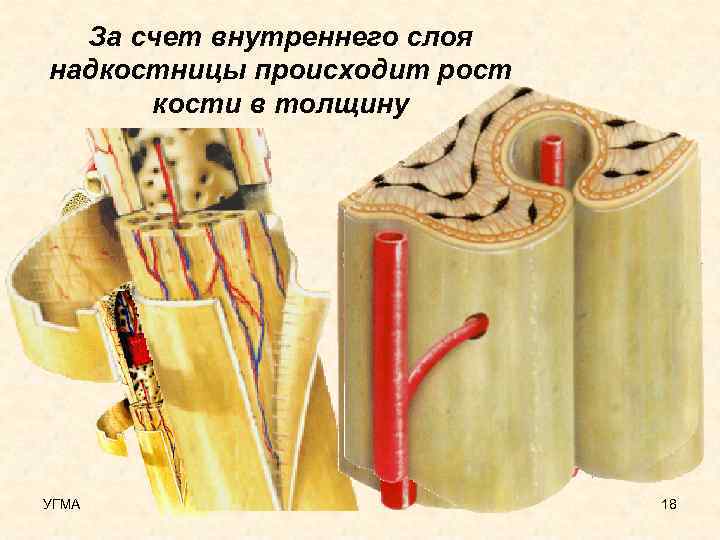 За счет внутреннего слоя надкостницы происходит рост кости в толщину УГМА 18 
