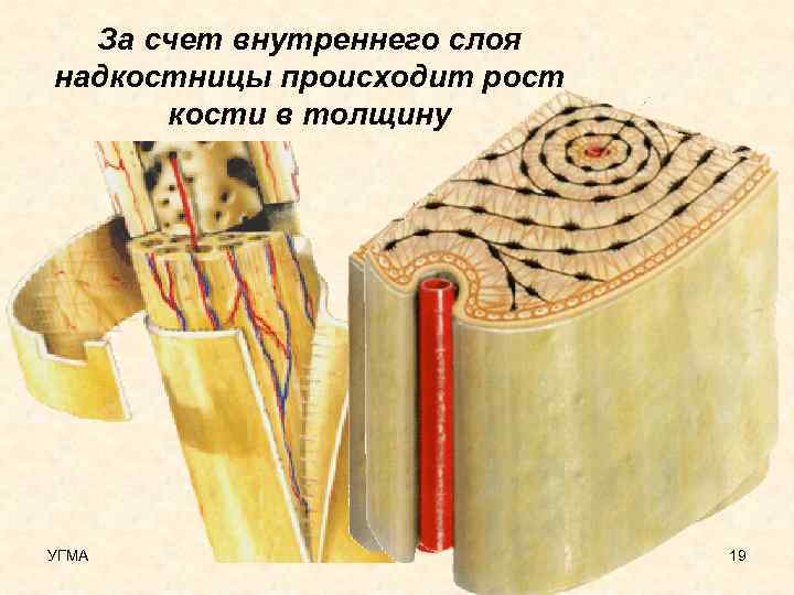За счет внутреннего слоя надкостницы происходит рост кости в толщину УГМА 19 