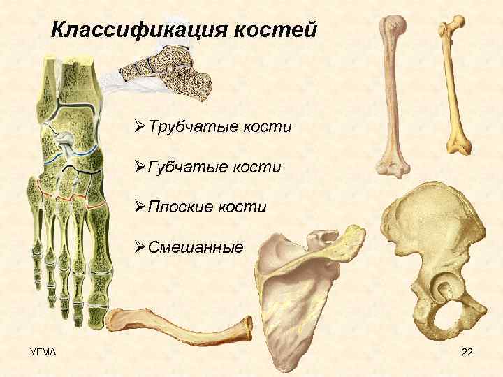 Классификация костей ØТрубчатые кости ØГубчатые кости ØПлоские кости ØСмешанные УГМА 22 