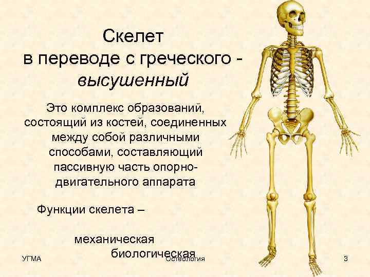 Скелет это. Остеология скелет. Остеология кости туловища. Скелет в переводе с греческого. Остеология. Функции скелета..