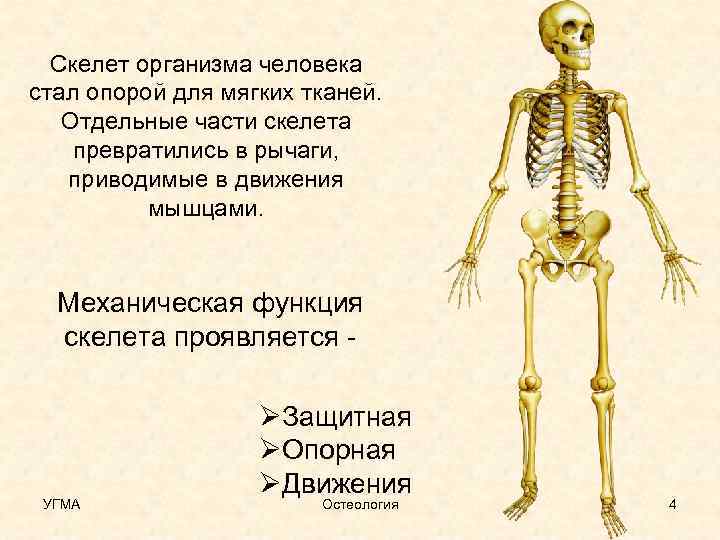 Зачем скелет. Части скелета. Организм человека скелет. Механические функции скелета человека. Остеология скелет.