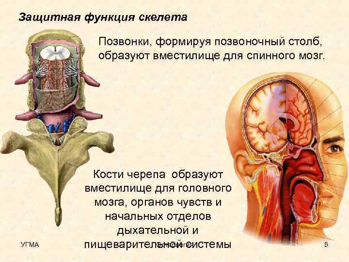 Защитная функция скелета Позвонки, формируя позвоночный столб, образуют вместилище для спинного мозг. УГМА Кости