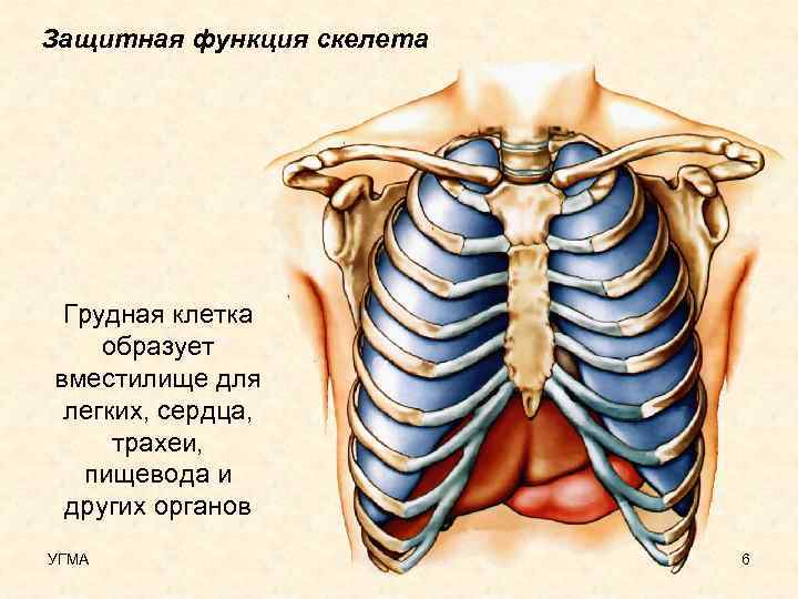 Защитная функция скелета Грудная клетка образует вместилище для легких, сердца, трахеи, пищевода и других