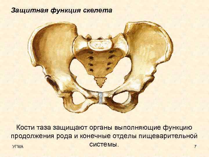 Защитная функция скелета Кости таза защищают органы выполняющие функцию продолжения рода и конечные отделы