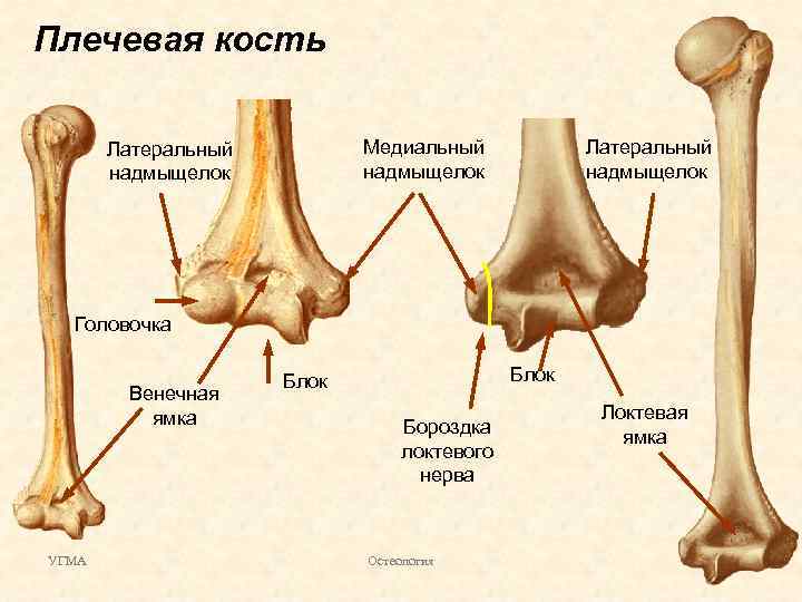 Плечевая кость Медиальный надмыщелок Латеральный надмыщелок Головочка Венечная ямка УГМА Блок Бороздка локтевого нерва