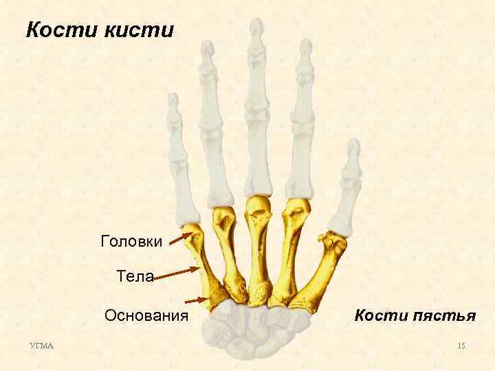 Кости кисти Головки Тела Основания УГМА Кости пястья 15 