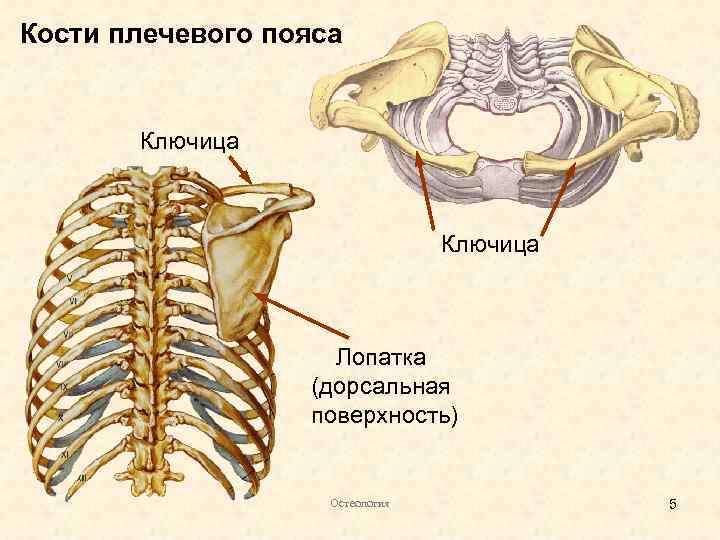 Кости плечевого пояса Ключица Лопатка (дорсальная поверхность) Остеология 5 