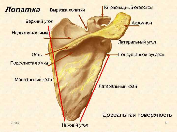 Лопатка Вырезка лопатки Верхний угол Клювовидный отросток Акромион Надостистая ямка Латеральный угол Ость Подсуставной