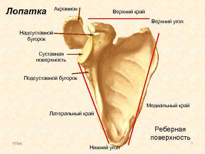 Лопатка Акромион Верхний край Верхний угол Надсуставной бугорок Суставная поверхность Подсуставной бугорок Медиальный край