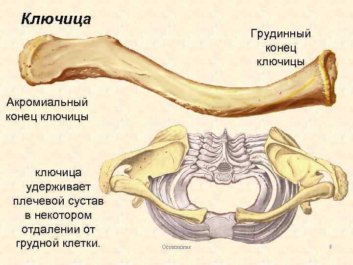 Как правильно косте или кости. Скелет человека ключица. Ключичная кость анатомия. Ключица анатомия строение. Ключица анатомия атлас.