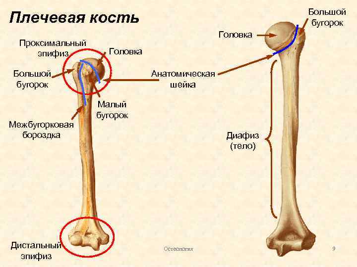 Большой бугорок Плечевая кость Проксимальный эпифиз Головка Большой бугорок Межбугорковая бороздка Дистальный эпифиз Анатомическая