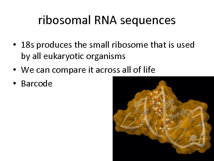 ribosomal RNA sequences • 18 s produces the small ribosome that is used by