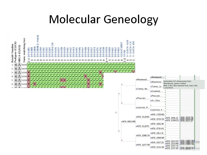 Molecular Geneology 