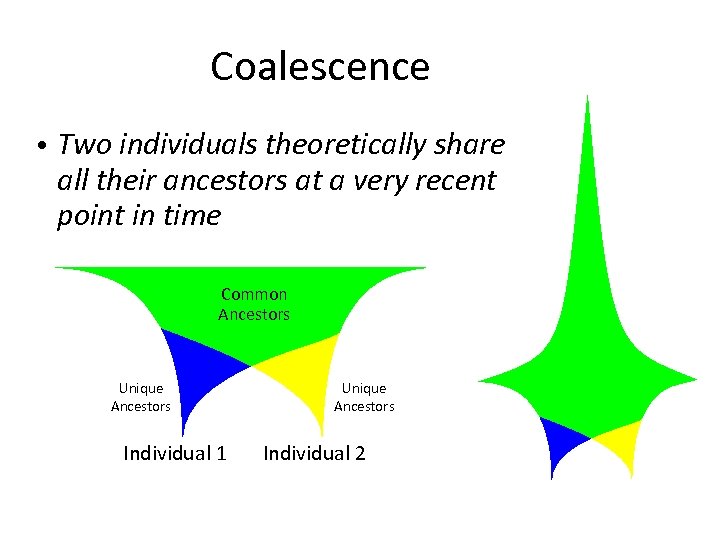 Coalescence • Two individuals theoretically share all their ancestors at a very recent point