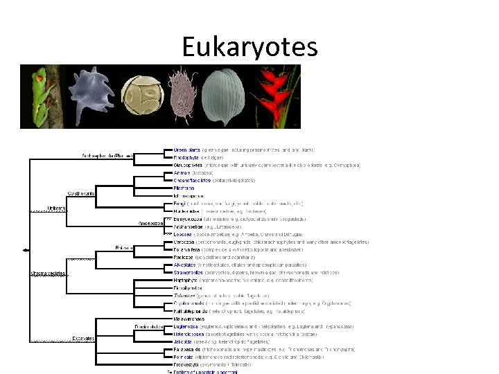 Eukaryotes 