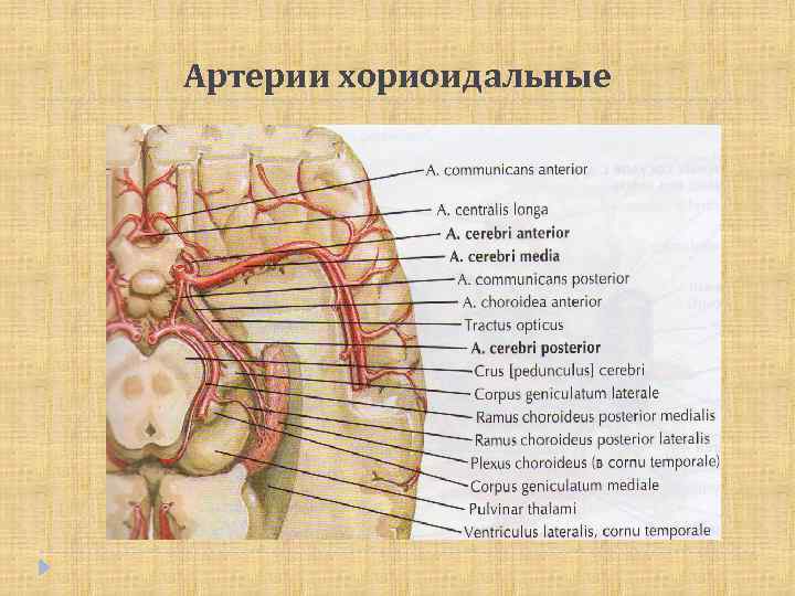 Артерии хориоидальные 