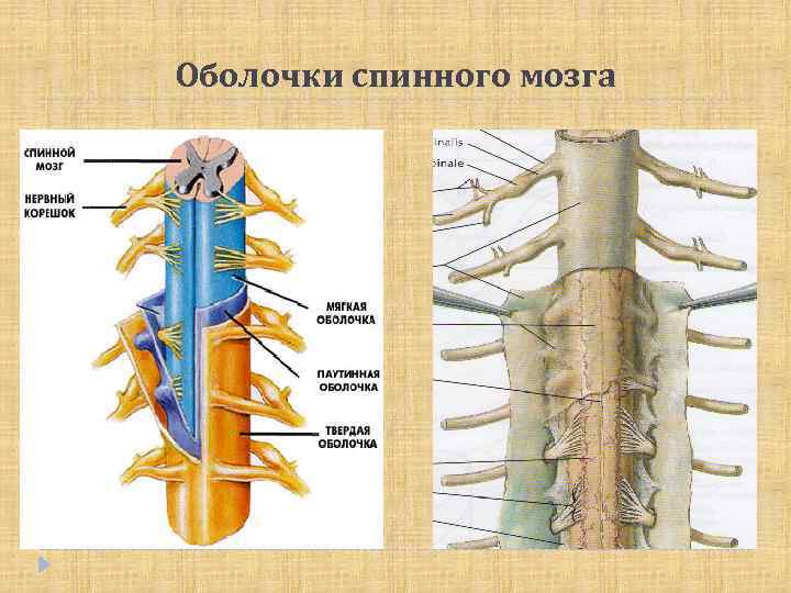 Оболочки спинного мозга 