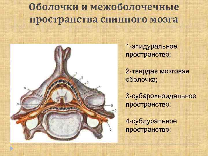 Оболочки и межоболочечные пространства спинного мозга 1 -эпидуральное пространство; 2 -твердая мозговая оболочка; 3