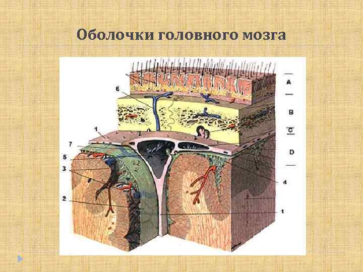 Оболочки головного мозга 