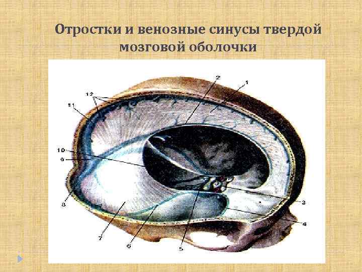 Отростки и венозные синусы твердой мозговой оболочки 