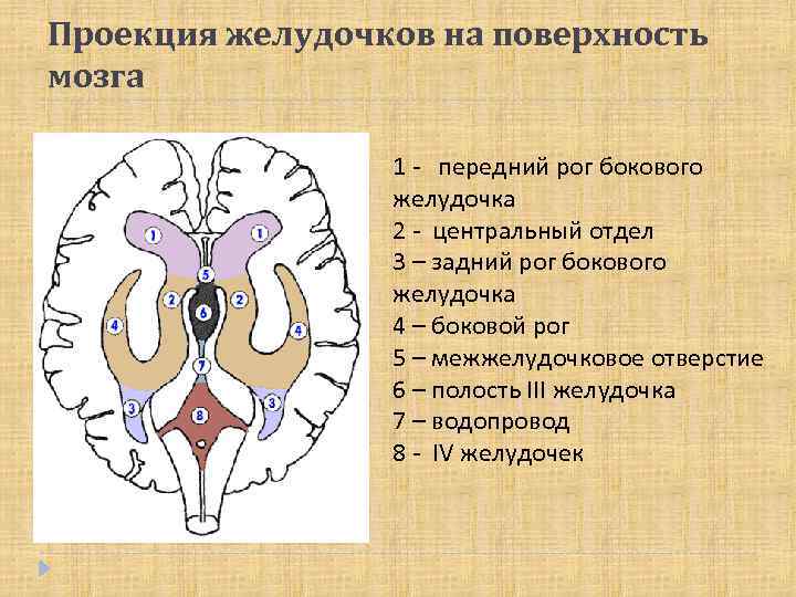 Проекция желудочков на поверхность мозга 1 - передний рог бокового желудочка 2 - центральный