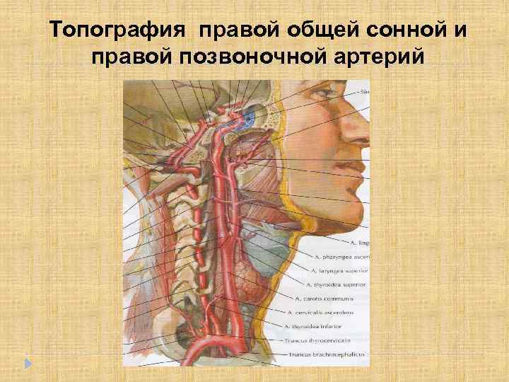 Топография правой общей сонной и правой позвоночной артерий 