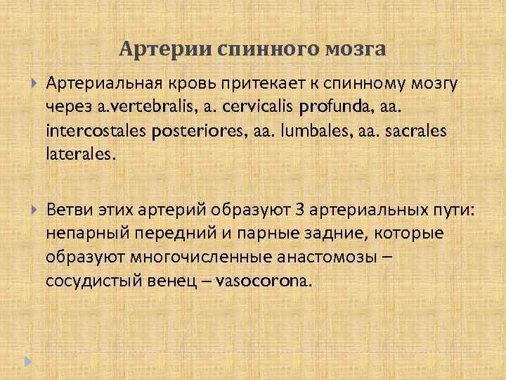 Артерии спинного мозга Артериальная кровь притекает к спинному мозгу через a. vertebralis, a. cervicalis