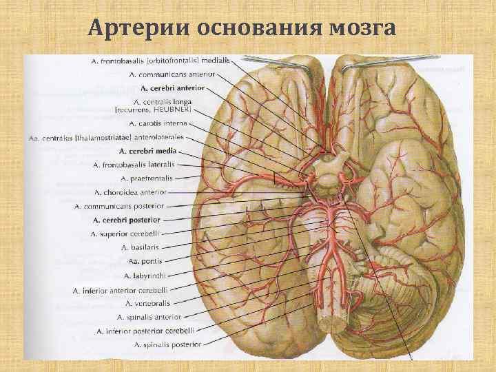 Артерии основания мозга 