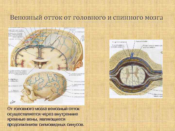 Венозный отток от головного и спинного мозга От головного мозга венозный отток осуществляется через