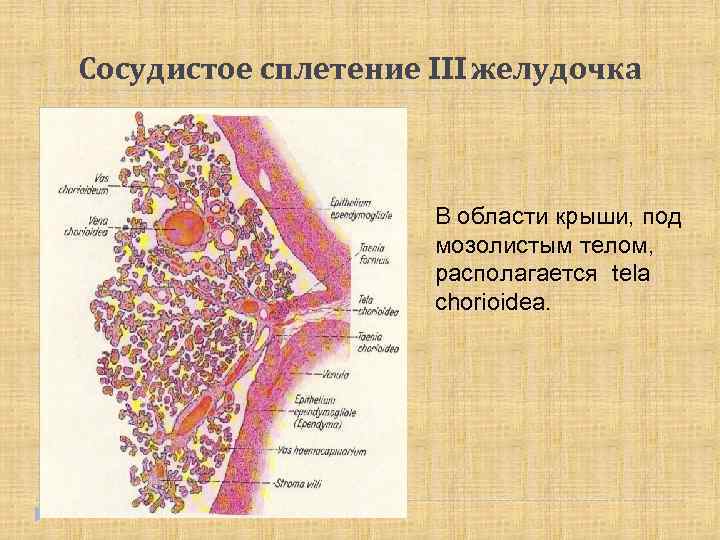 Сосудистое сплетение III желудочка В области крыши, под мозолистым телом, располагается tela chorioidea. 