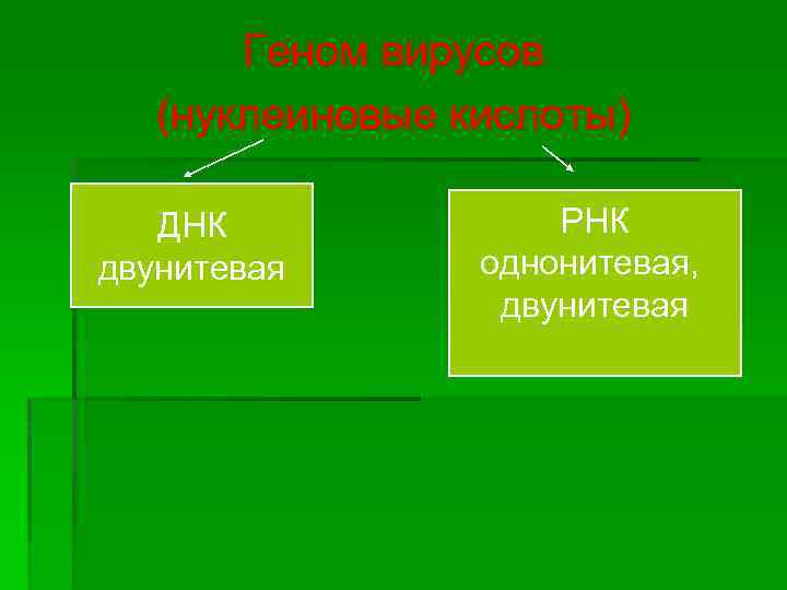 Геном вирусов (нуклеиновые кислоты) ДНК двунитевая РНК однонитевая, двунитевая 