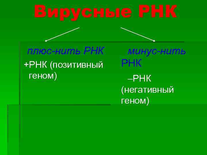 Вирусные РНК плюс-нить РНК +РНК (позитивный геном) минус-нить РНК –РНК (негативный геном) 
