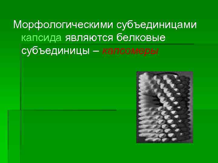 Морфологическими субъединицами капсида являются белковые субъединицы – капсомеры 