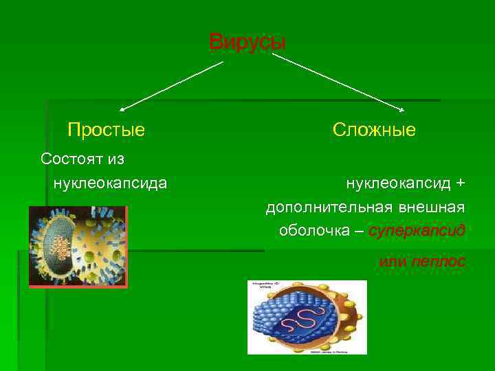 Вирусы Простые Состоят из нуклеокапсида Сложные нуклеокапсид + дополнительная внешная оболочка – суперкапсид или