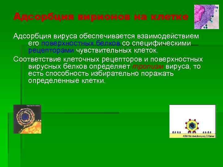 Адсорбция вирионов на клетке Адсорбция вируса обеспечивается взаимодействием его поверхностных белков со специфическими рецепторами