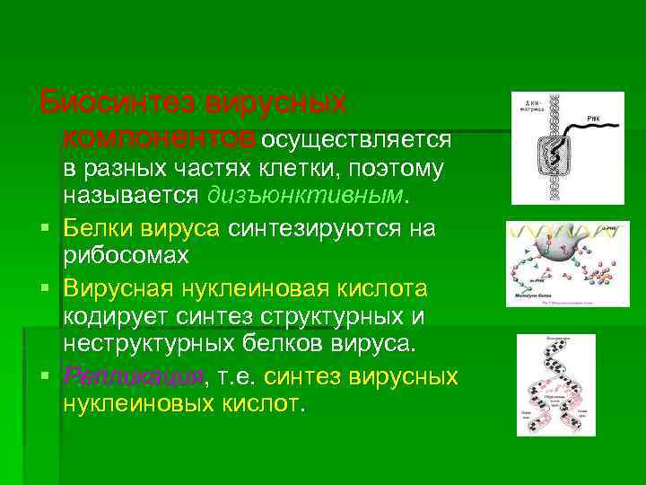 Синтез вирусного. Синтез вирусного белка осуществляется. Вирусные белки синтезируются. Синтез белков вируса. Синтез вирусного белка осуществляется на рибосомах клетки.