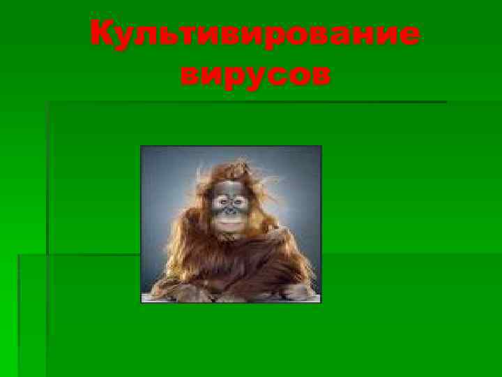 Культивирование вирусов 
