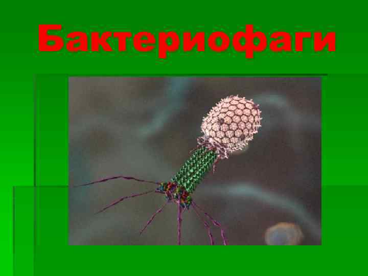 Бактериофаги 