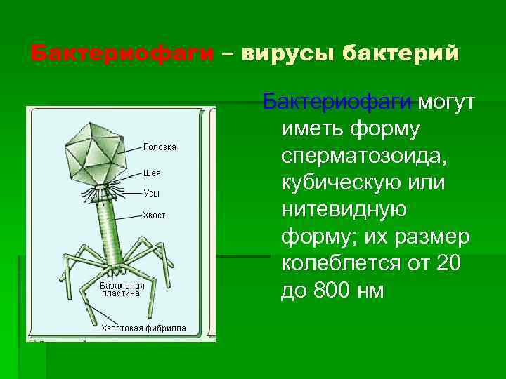 Бактериофаги – вирусы бактерий Бактериофаги могут иметь форму сперматозоида, кубическую или нитевидную форму; их