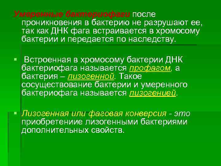 Умеренные бактериофаги после проникновения в бактерию не разрушают ее, так как ДНК фага встраивается
