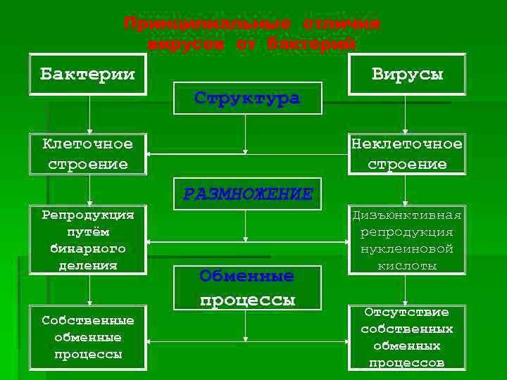Принципиальные отличия вирусов от бактерий Бактерии Вирусы Структура Неклеточное строение Клеточное строение РАЗМНОЖЕНИЕ Репродукция