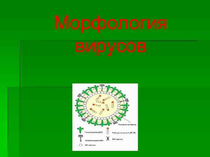 Морфология вирусов 